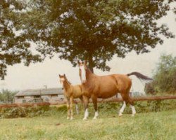 broodmare Henetty (Gelderland, 1966, from Selim)