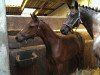 broodmare Unikat (Holsteiner, 2004, from Carry)