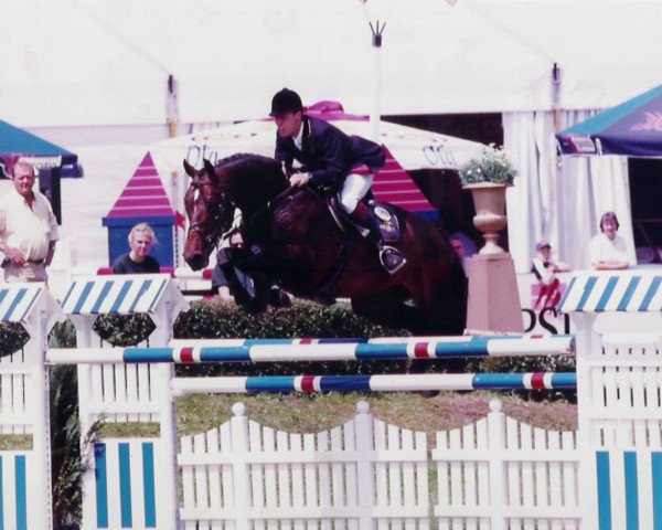 stallion Londontimes (Dutch Warmblood, 1993, from Goodtimes)