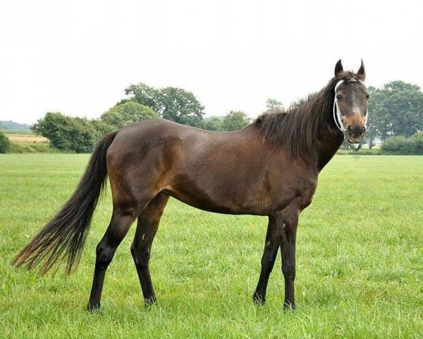 broodmare Gina (German Riding Pony, 1992, from Apslau xx)