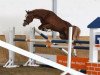 stallion Bel Amour GB (German Riding Pony, 2011, from Bavarottie)