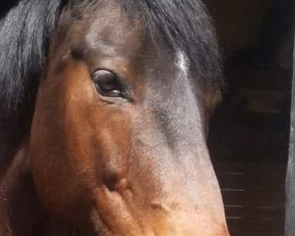 broodmare Cara Mia (Hessian Warmblood, 2002, from Helenenhof's Carabas)