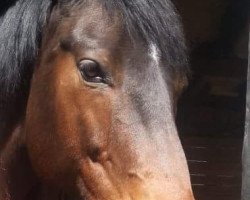 broodmare Cara Mia (Hessian Warmblood, 2002, from Helenenhof's Carabas)