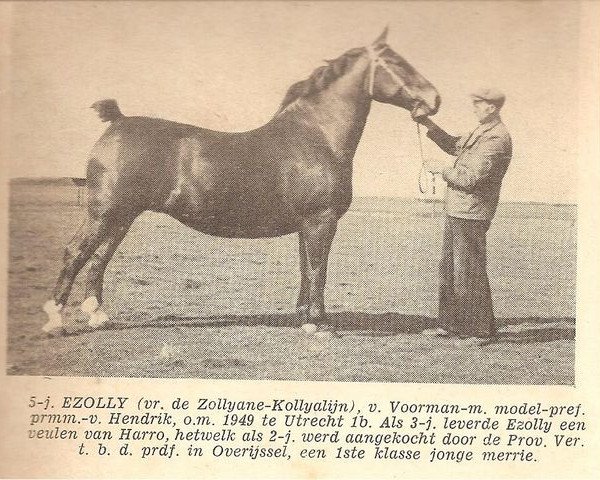 Zuchtstute Ezolly (KWPN (Niederländisches Warmblut), 1945, von Voorman)