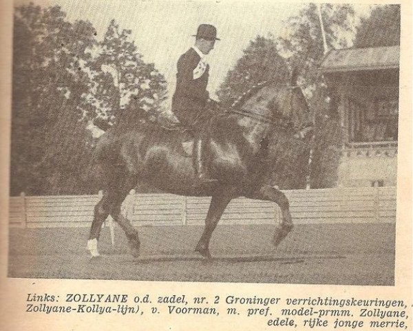 broodmare Zollyane (KWPN (Royal Dutch Sporthorse), 1942, from Hendrik)