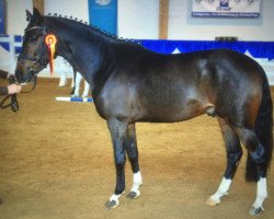 jumper Cavalese BEVS (German Riding Pony, 2011, from Cavalliere)