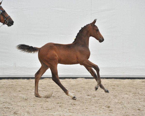 Springpferd Crownphire (Zangersheide Reitpferd, 2017, von Crown Z)