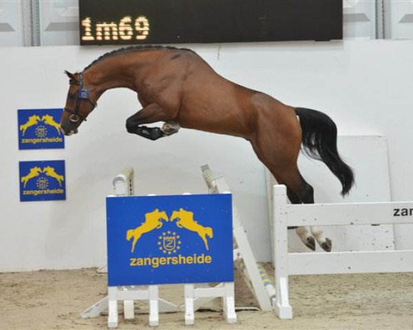 stallion Zirco Z (Zangersheide riding horse, 2010, from Zandor Z)
