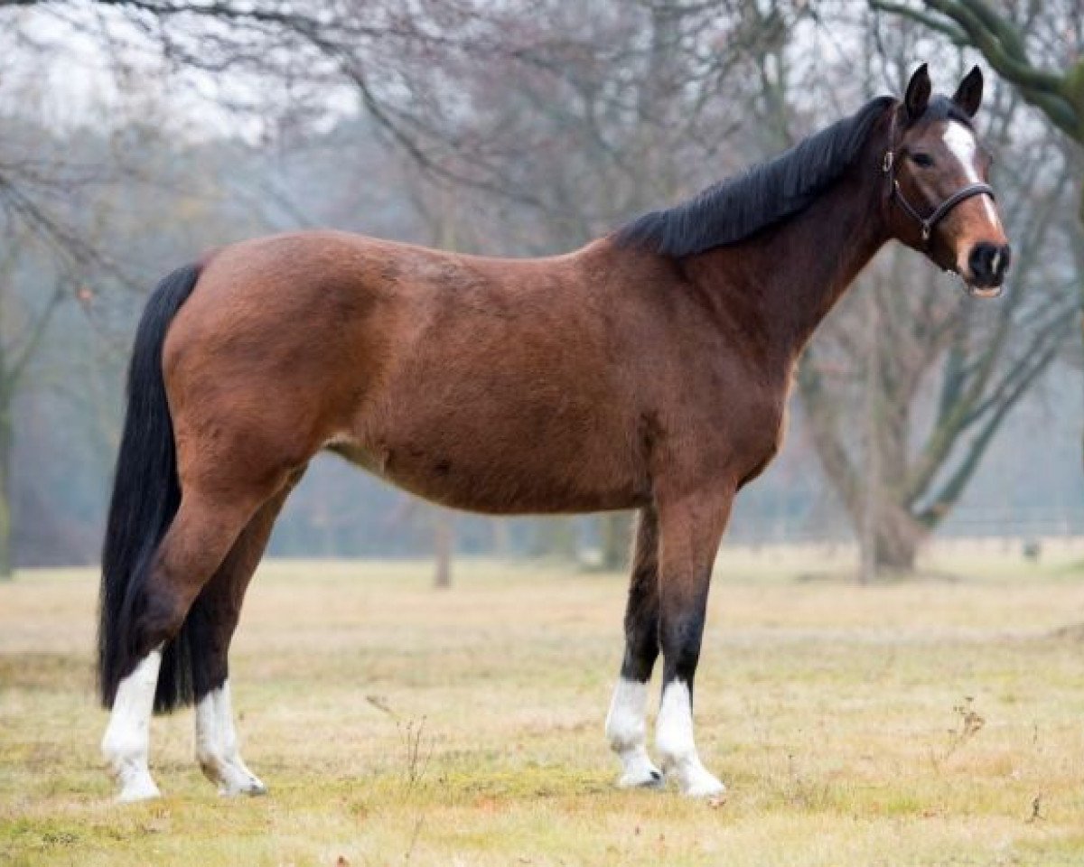 broodmare Cecilia (Westphalian, 2005, from Calato)