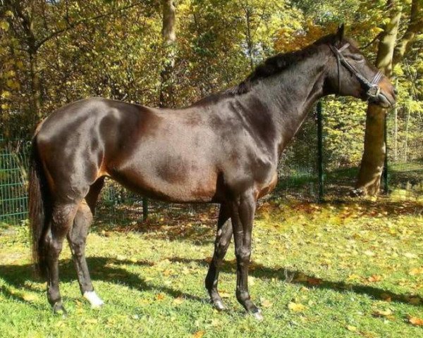 broodmare Ilmara (Trakehner, 1998, from Heraldik xx)