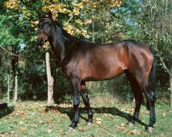 horse Immer am Ball (Trakehner, 1992, from Swazi xx)