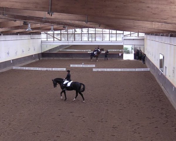 Reitturnier Dallgow 2019