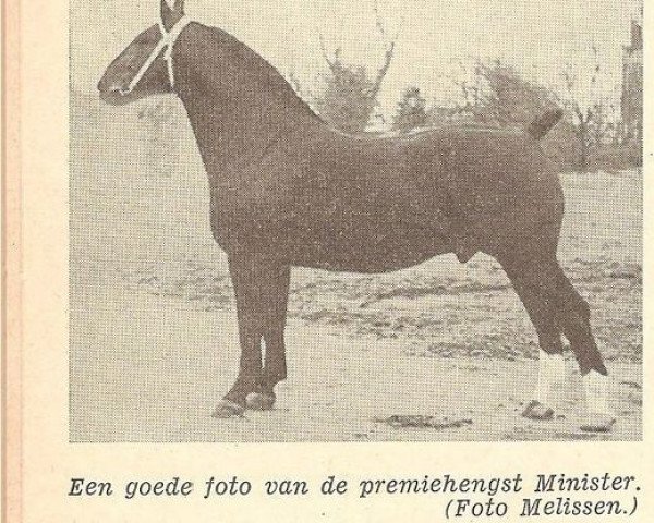 Deckhengst Minister (Niederländisches Warmblut, 1946, von Marnix)