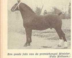 Deckhengst Minister (KWPN (Niederländisches Warmblut), 1946, von Marnix)