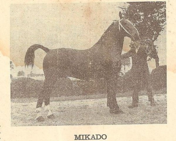 stallion Mikado (KWPN (Royal Dutch Sporthorse), 1952, from Minister)