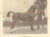 stallion Mikado (Dutch Warmblood, 1952, from Minister)
