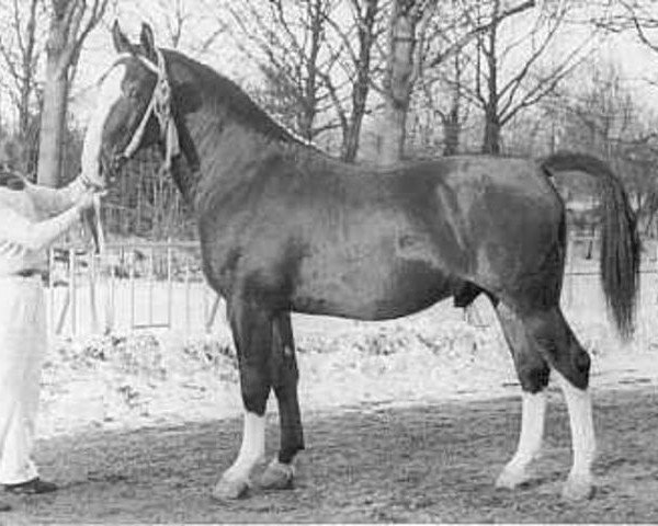 stallion Mirko (KWPN (Royal Dutch Sporthorse), 1959, from Mikado)