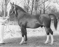 Deckhengst Mirko (KWPN (Niederländisches Warmblut), 1959, von Mikado)