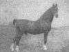 stallion Emigrant (Gelderland, 1903, from Alethorpe Admiral)