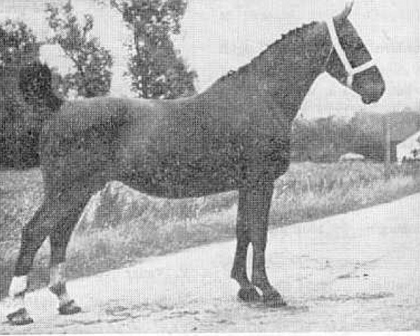 broodmare Ifria (Gelderland, 1944, from Reclame)