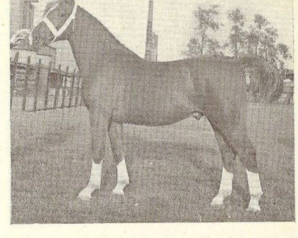 stallion Mentor (Gelderland, 1948, from Romburg)