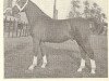 stallion Mentor (Gelderland, 1948, from Romburg)