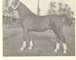 stallion Mentor (Gelderland, 1948, from Romburg)