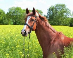 broodmare Weltina 23 (Westphalian, 2002, from Westlite)