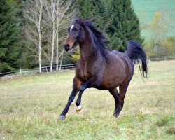 broodmare GA Asisa (Arabian thoroughbred, 2007, from Sajeed Ibn Sharik EAO)