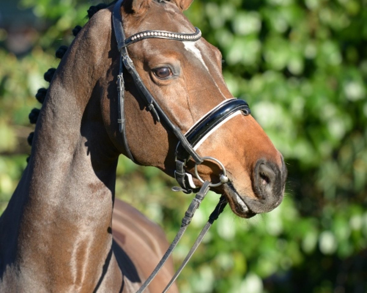 Springpferd Cool Contendra (Oldenburger, 2010, von Colman)