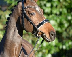 Springpferd Cool Contendra (Oldenburger, 2010, von Colman)