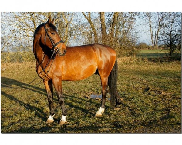 Dressurpferd Cnocce (Koninklijk Warmbloed Paardenstamboek Nederland (KWPN), 2007, von No Limit)