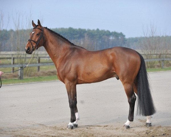 stallion Vinesse (KWPN (Royal Dutch Sporthorse), 2002, from Oklund)