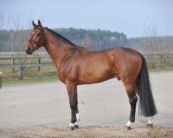 stallion Vinesse (KWPN (Royal Dutch Sporthorse), 2002, from Oklund)