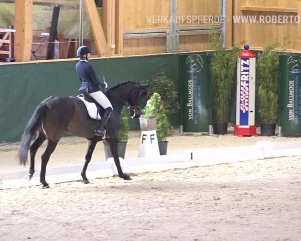 Reitturnier Dielsdorf, Horsepark 2019