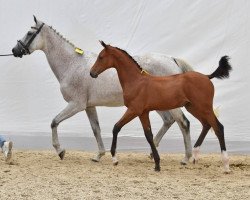 broodmare Catwalk Z (Zangersheide riding horse, 2004, from Caretano Z)