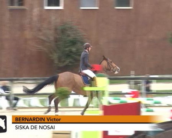 Pferd Siska de Nosai (Selle Français, 2006, von Kara du Halage)