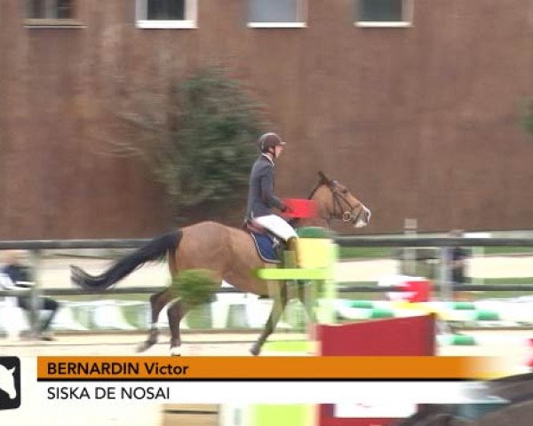 horse Siska de Nosai (Selle Français, 2006, from Kara du Halage)