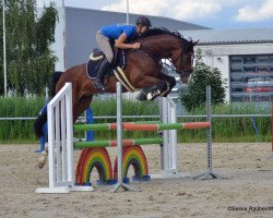 Springpferd Don Argentinus Fb (Oldenburger Springpferd, 2012, von Diamond Hit)