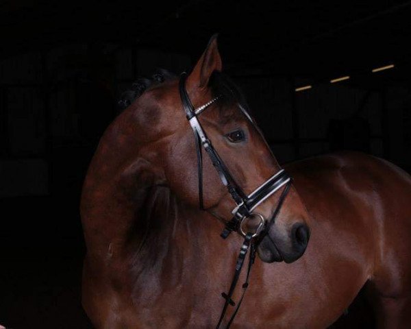 dressage horse Delano Diamond (Oldenburg, 2006, from Don Primero)