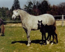 Zuchtstute Crystal Amy (Connemara-Pony, 2019, von Caraway)