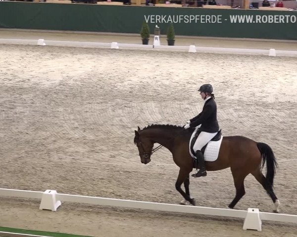 Reitturnier Dielsdorf, Horsepark 2019