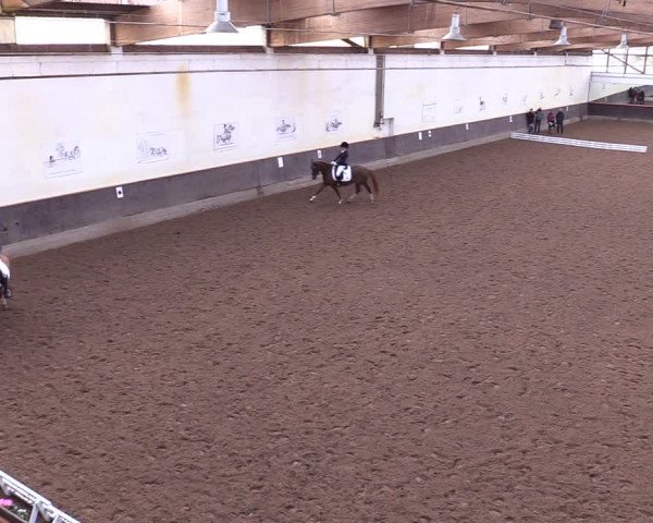 Reitturnier Dallgow 2019