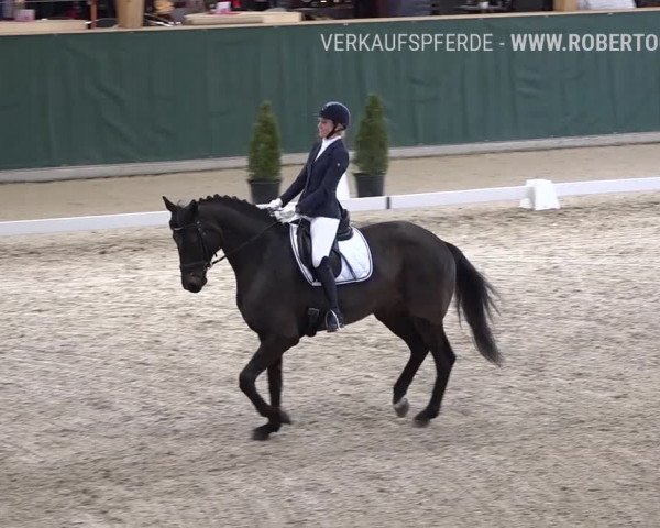 Reitturnier Dielsdorf, Horsepark 2019