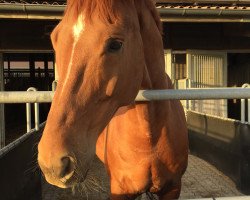 dressage horse Lorenzo 317 (Westphalian, 2005, from Laudabilis)