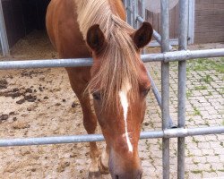 dressage horse Humphry 16 (German Riding Pony, 2005, from Halifax)