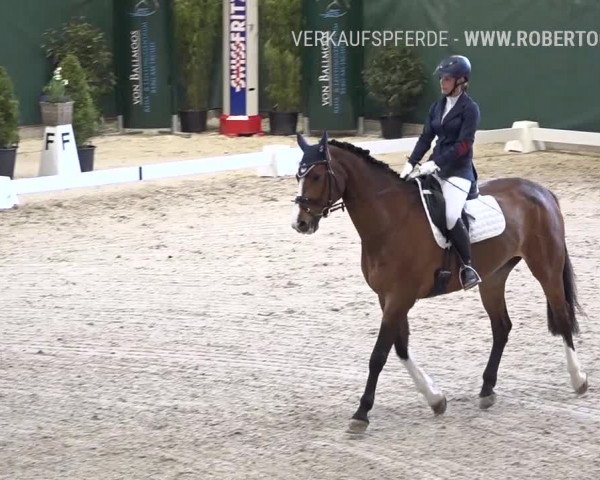 Reitturnier Dielsdorf, Horsepark 2019