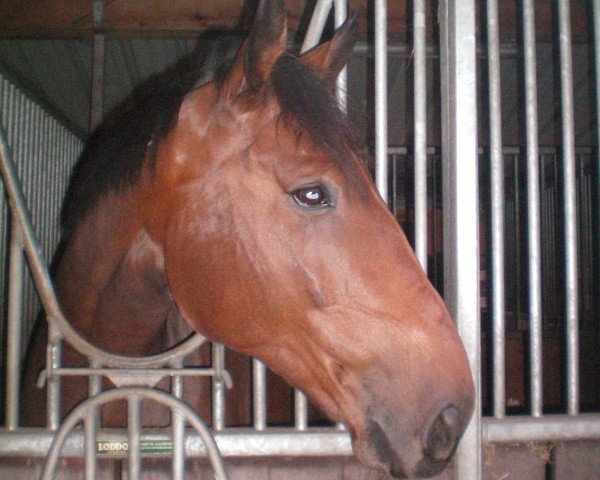 horse Must du Brayon (Selle Français, 2000, from Socrate de Chivre)