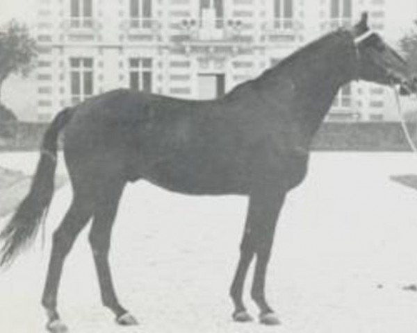 stallion Vamba xx (Thoroughbred, 1961, from Vandale xx)
