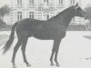 stallion Vamba xx (Thoroughbred, 1961, from Vandale xx)